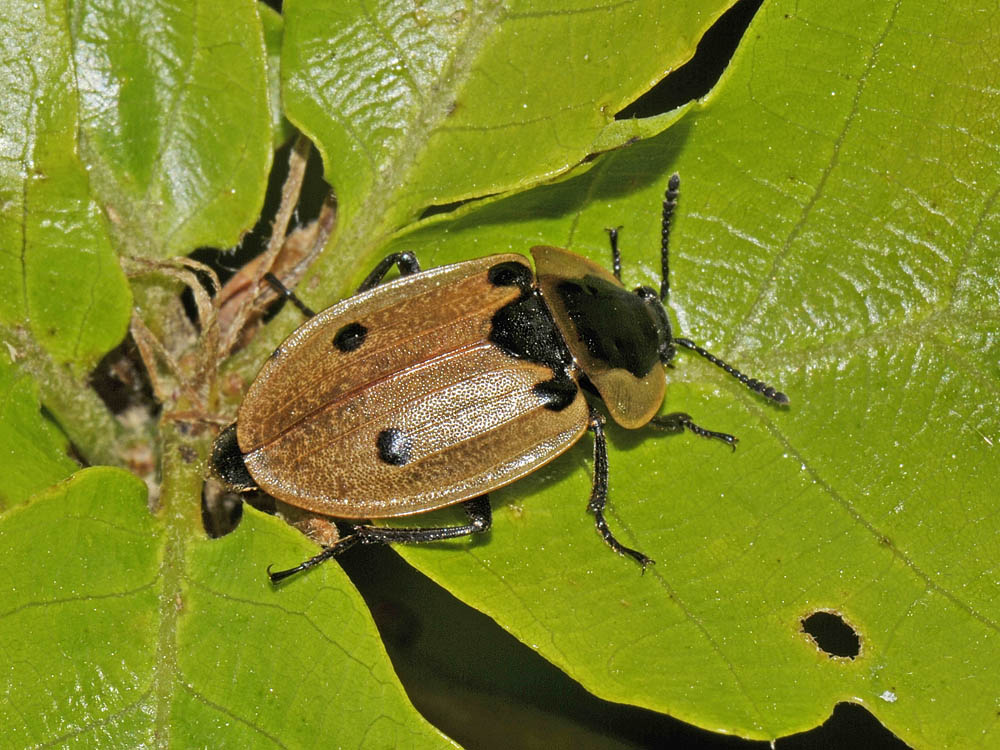 Dendroxena quadrimaculata
